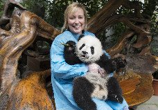 Sacar Foto con Oso Panda Sacar Foto con Oso Panda