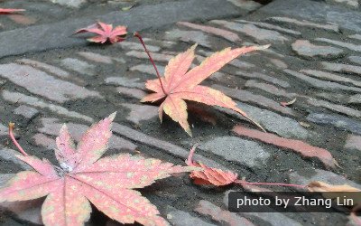 Otoño Hongkong