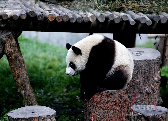 Base de Panda y Chengdu Esencias Tour