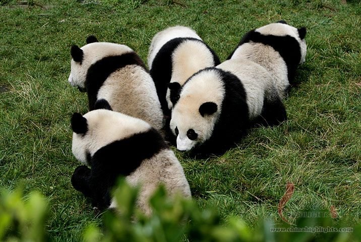 Exploración de la Base de Panda de Bifengxia & Esencias Chengdu Tour