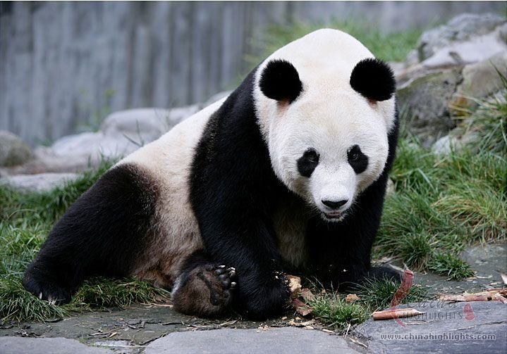Chengdu Escapada