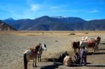 8 Días de Explorar Shangri-la Tour