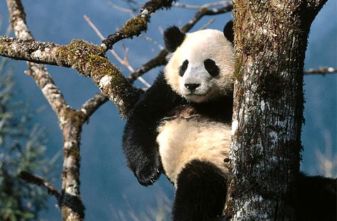 Panda Chino en Chengdu
