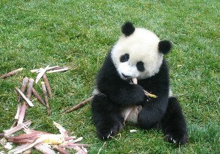 oso panda en base de Bifengxia