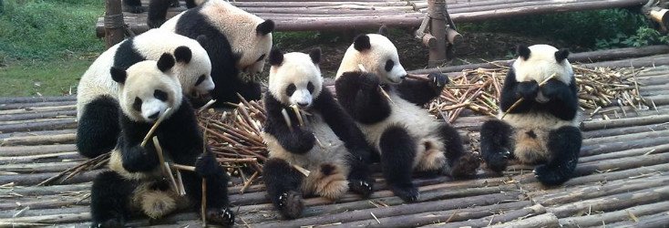 Panda en Chengdu