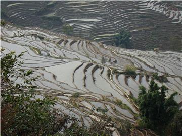 Terrazas de Arrozal Yuanyang