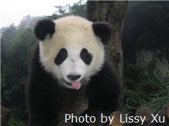 Base de Panda de Gigante de Bifengxia 