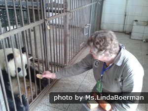 En train de nourrir un panda