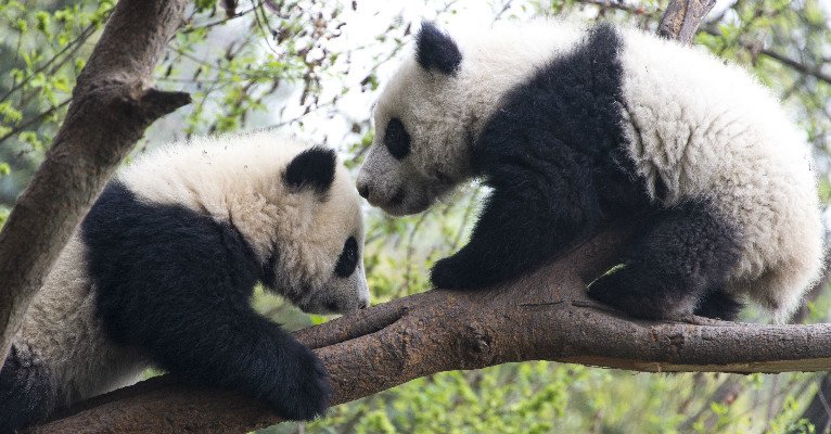 el centro de investigación y cría de Panda