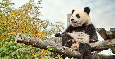 Pandas en Chengdu