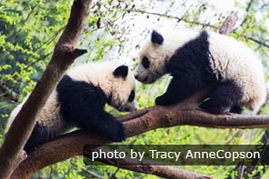 La Base de recherche des pandas