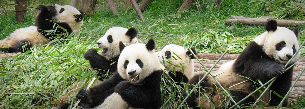 Oso Panda: Cómo es, Dónde vive, Qué come