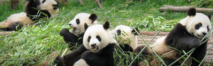 Panda en Chengdu
