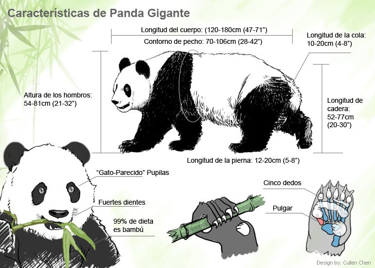 Особенности внутреннего строения медведя. Панда строение тела. Анатомия панды. Панда внутреннее и внешнее строение. Строение панды анатомия.
