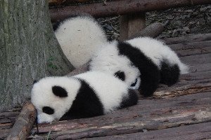 Los Mejores Lugares de China para Ver Panda Gigante