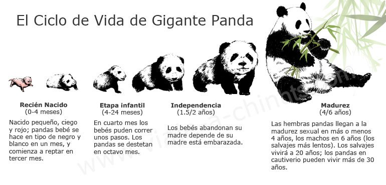 Ciclo De Vida De Gigante Panda Viaje A Chinacom