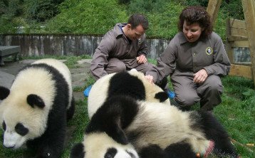 Centro Panda Bifengxia