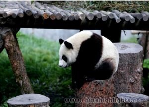 Panda & Gran Buda & Monte Emei Tour