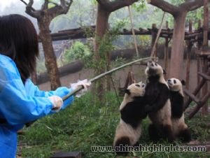 Esencias Chengdu & Programa de Guardián de Panda Tour